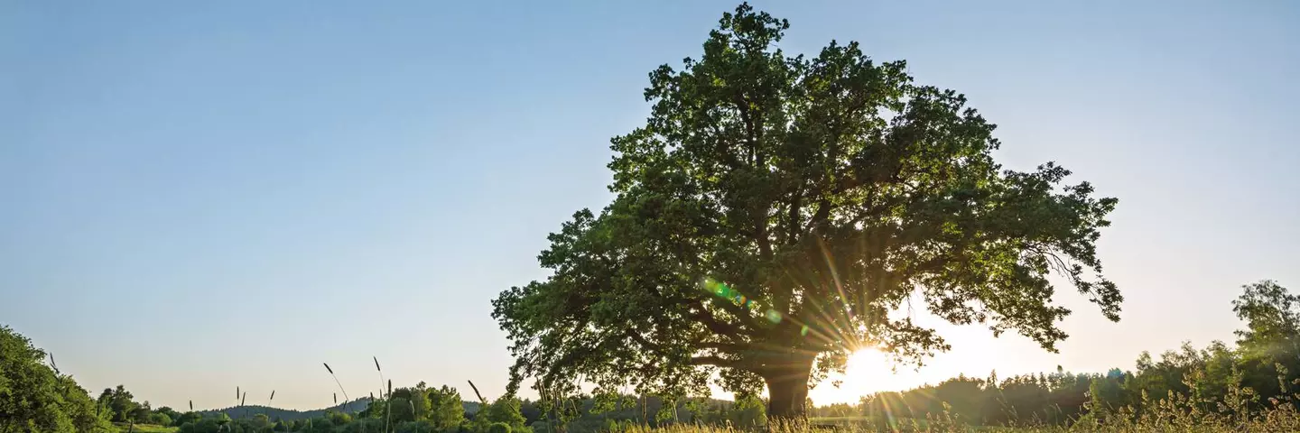 Schwabe Baum