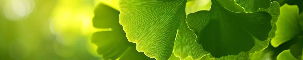 Ginkgo Blätter - Schwabe Pharma Schweiz